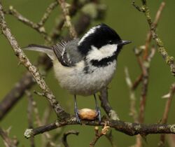 Coal tit UK09.JPG