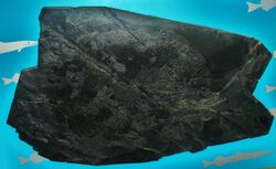 Colobodus bassanii.JPG