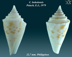 Conus boholensis 2.jpg