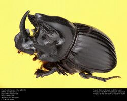 Copris arizonensis - Dung Beetle.jpg