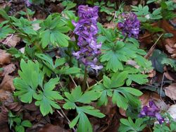 Corydalis cava a1.jpg