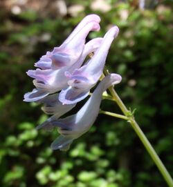 Corydalis linstowiana.jpg