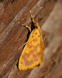 Crambid Moth (Pioneabathra olesialis) (16723673852).jpg