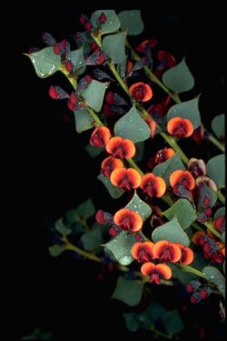 Daviesia rhombifolia.jpg