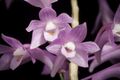 Dendrobium kuhlii (Blume) Lindl., Gen. Sp. Orchid. Pl. 87 (1830) (50157852668).jpg
