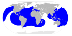 Dermochelys coriacea map.svg