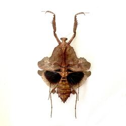 Deroplatys-trigonodera-female.jpg