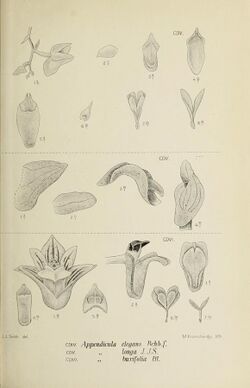 Die Orchideen von Java - fig. 404-406 (1912).jpg