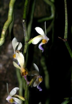 Diploprora truncata Orchi 2013-03-30 022.jpg