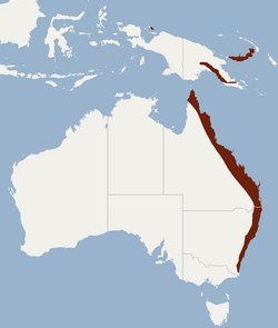 Distribution of Phoniscus papuensis.png