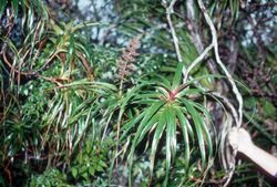 Dracophyllum latifolium 1 (scott.zona).jpg