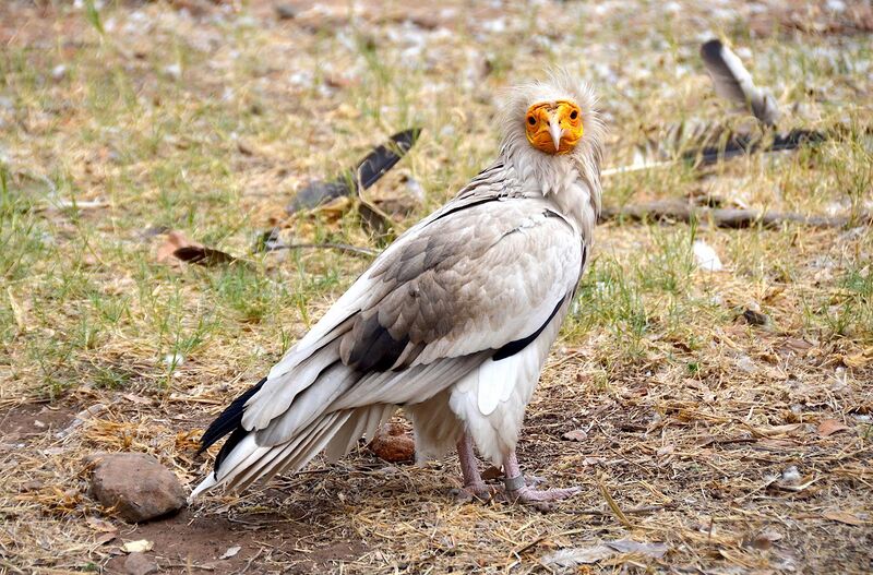 File:Egyptian vulture at De Wildt Cheetah and Wildlife Centre (South Africa).jpg