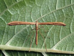 Emmelina monodactyla - T-moth - Пальцекрылка однопалая (44144154444).jpg