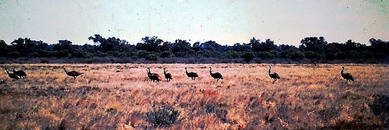 File:Emus. Western NSW, 1976.jpg