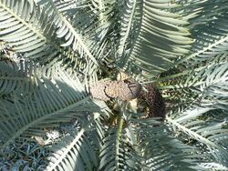 Encephalartos lehmannii1.jpg