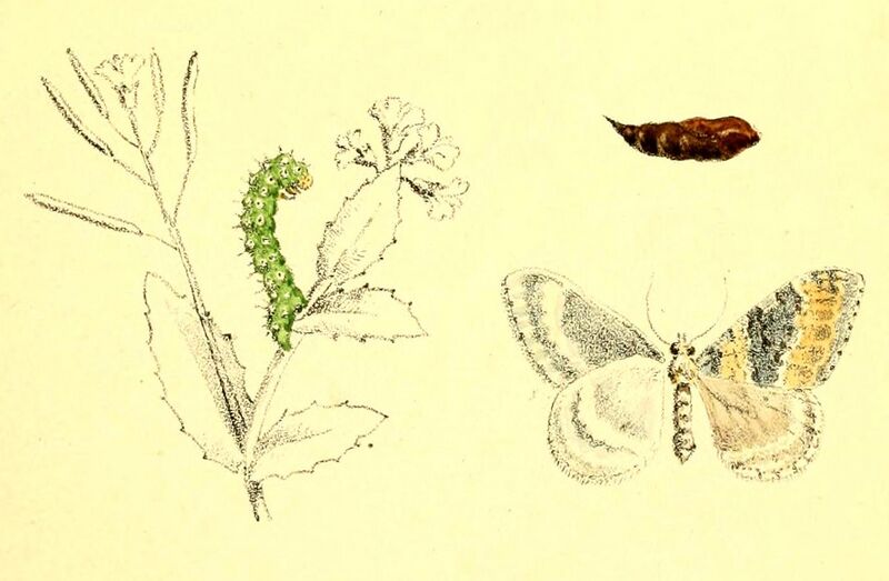 File:Entephria cyanata 1879.jpg
