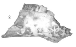 Eopachyrucos mandible.png