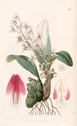 Eria bractescens - Edwards vol 30 (NS 7) pl 29 (1844).jpg