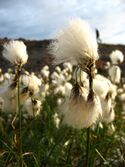 Common cotton-grass