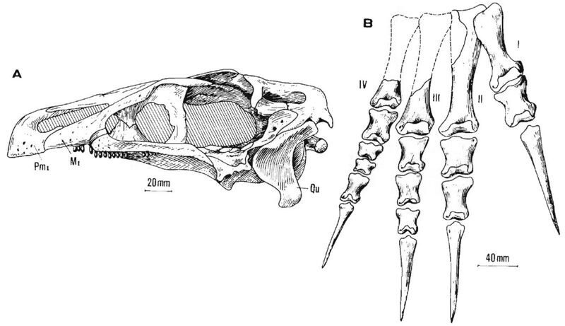File:Erlikosaurus skull and foot.jpg