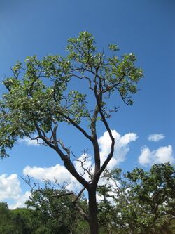 Erythrina haerdii.jpg