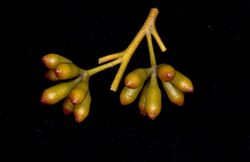 Eucalyptus cylindrocarpa buds.jpg