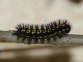 Euphydryas maturna (larva) - Scarce fritillary (caterpillar) - Шашечница матурна (гусеница) (40439966364).jpg