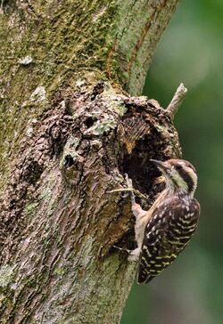 Female Sunda Pygmy Woodpecker.jpg