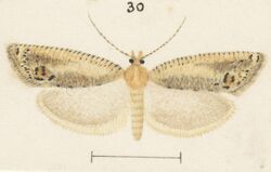 Fig 30 MA I437906 TePapa Plate-XLV-The-butterflies full (cropped).jpg