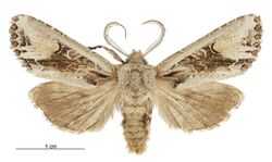 Graphania scutata male.jpg