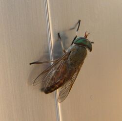 Greenhead Horse-Fly, cropped.jpg