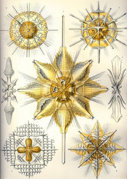 File:Haeckel Acanthometra.jpg