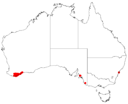 Hakea cucullataDistMap31.png