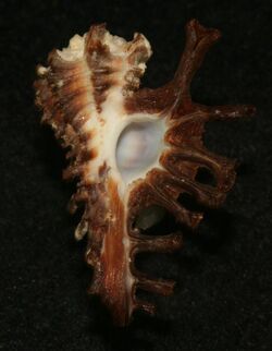 Homalocantha scorpio.jpg