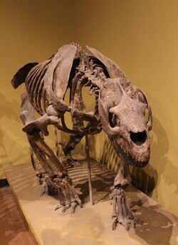 Homalodotherium FMNH.jpg