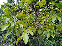 Hopea hainanensis at Taman Rekreasi Taman Sutera, Kajang 20230708 170131.jpg