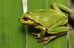 Hyla orientalis (Eastern tree frog) (33743147338).jpg