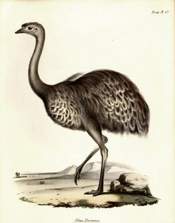 Image-Rhea Darwinii1.jpg