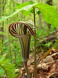 Jack-in-the-Pulpit (4751254398).jpg