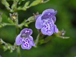 Lamiaceae - Clinopodium ascendens.JPG