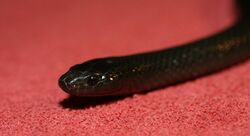 Lampropeltis Mexicana Thayeri (1).JPG