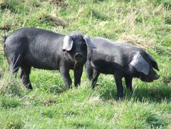 Large Black breed piglets.jpg