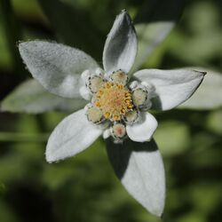 Leontopodium japonicum (flower).JPG