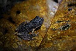 Leptobrachium hendricksoni (Spotted Litter Frog) (6967253802).jpg
