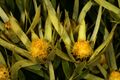 Leucadendron xanthoconus 1DS-II 3-5479.jpg