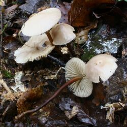 Marasmius wynneae 1124702.jpg