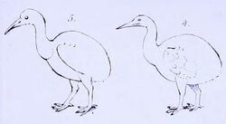 A line drawing of two flightless birds, each with an ovoid body, long neck and pointed beak
