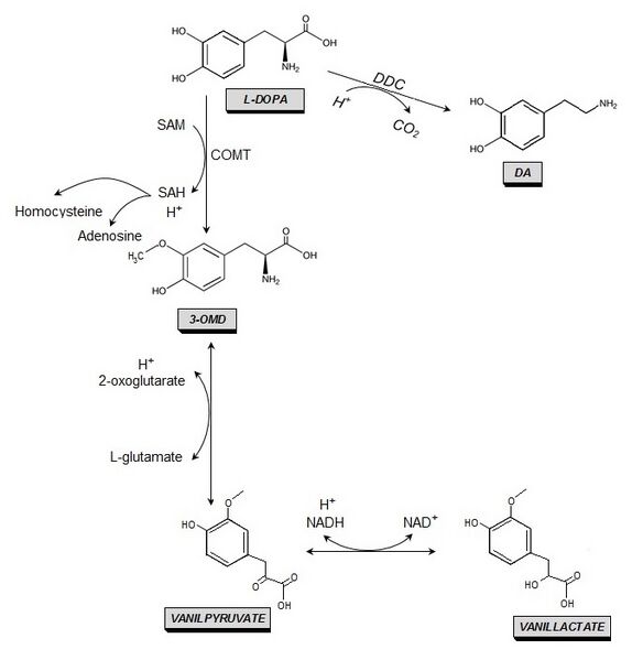 File:Metabolic pathway of L-Dopa.jpg
