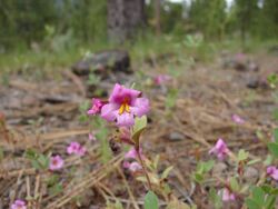 Mimulus torreyi.jpg