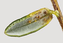 "Naohidemyces vaccinii" on leaf of blueberry